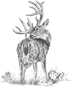 Whitetail Buck