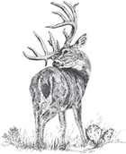 sketch of whitetail buck