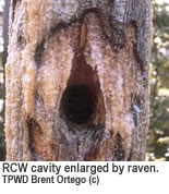 Cavity enlarged by raven.