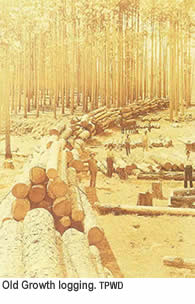 Old-growth logging.