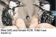 Male and female RCW.