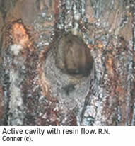 Active RCW cavity with resin flow.