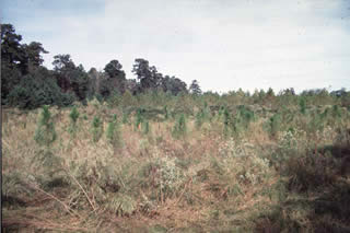 Even-aged pine plantation.