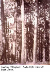 Early 1900s pine forest of East Texas.
