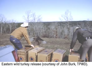 Eastern wild turkey release.