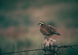 Male bobwhite on fencepost