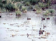 Ducks on Wetland