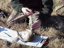 Biologist collecting data from a female mallard