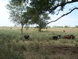 Cows grazing on native pasture