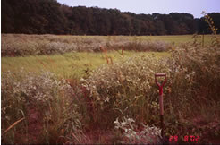 Pastures for Upland Birds Restoration Area - Falls Co., TX