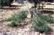 Half-cut mesquite bush