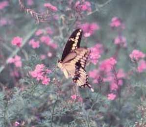 Butterflies utilize native plants