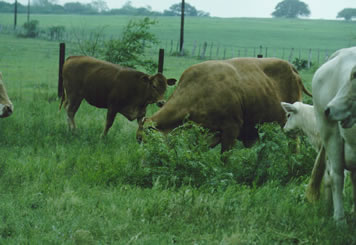 Cattle grazing in an improved pasture