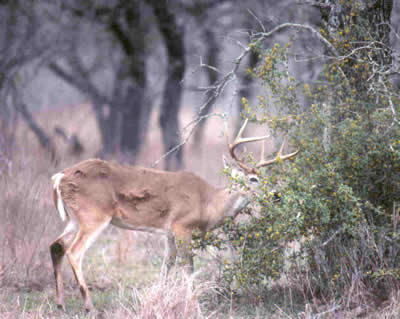 Too many deer can overbrowse habitats