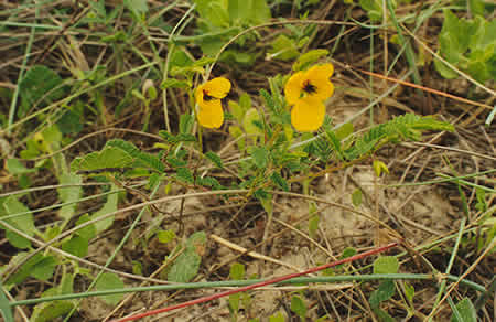 partridge pea responds to disking