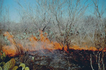 prescribed burning in the brush country