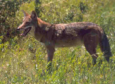 Natural predators such as coyotes and mountain lions also control deer populations