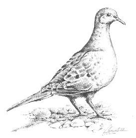 Mourning dove