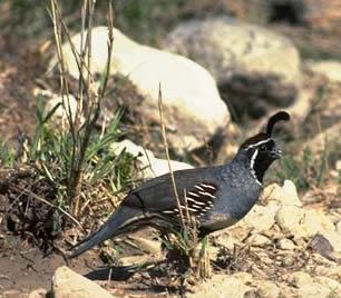 Male Gambels quail