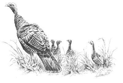 Turkey hen with four poults