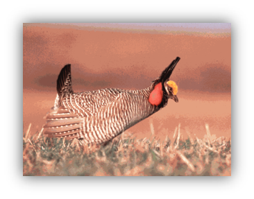 lesser prairie-chicken