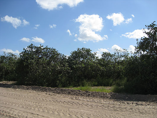 example_orchards.jpg example_orchards.jpg