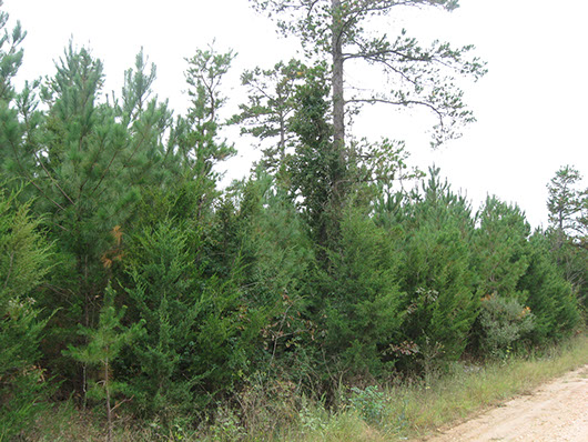 example pine plantation 1 to 3 meters tall.jpg