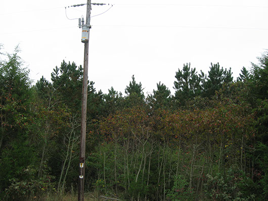 example pine plantation over 3 meters tall.jpg