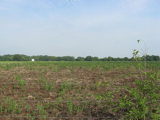 example row crops.jpg