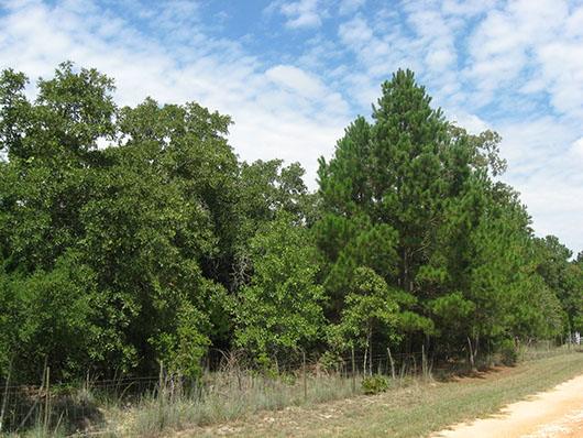 bastroplostpines_hardwood_slopeforest_site8052.jpg