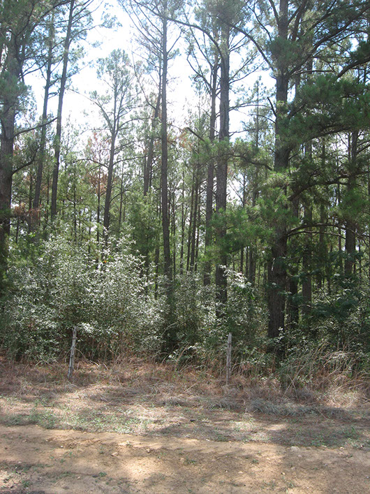 bastrop_lob_pine_forest_site8004.jpg