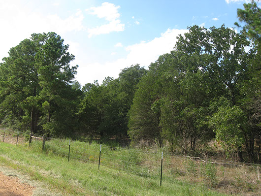 bastrop_pine_oak_forest_site8071.jpg