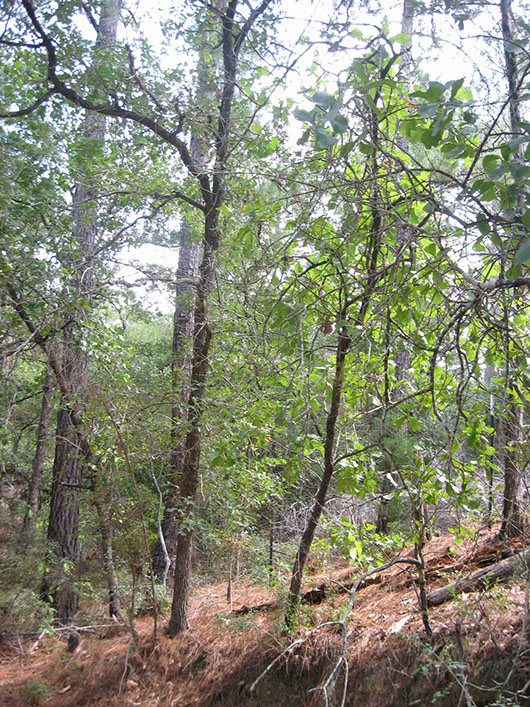 bastrop_pine_oak_slope_forest_site8059.jpg