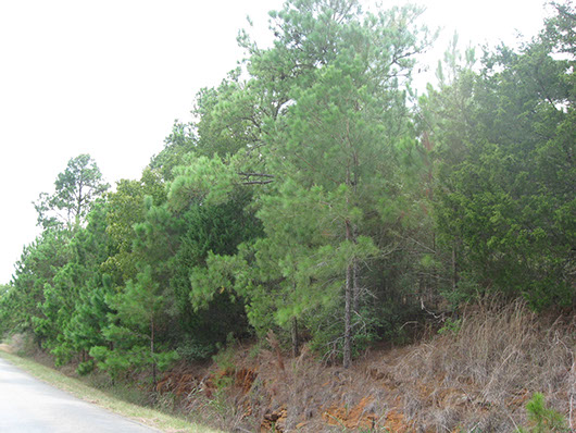 bastrop_pine_slopeforest_site8064.jpg