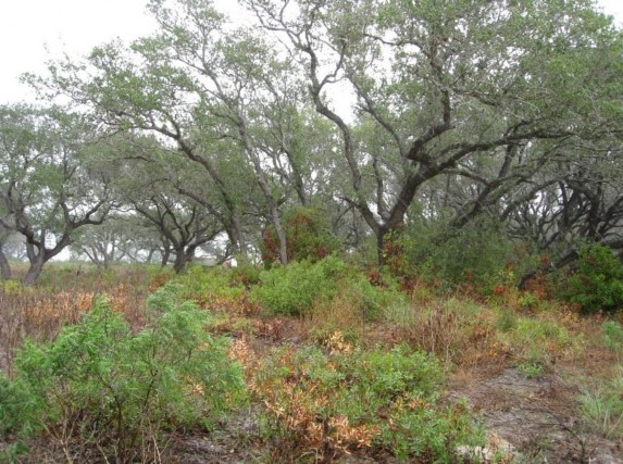 Example_Deep_Sand_Live_Oak_Forest_and_Woodland.jpg Example_Deep_Sand_Live_Oak_Forest_and_Woodland.jpg