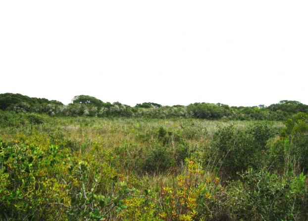 Example_Deep_Sand_Live_Oak_Shrubland.jpg Example_Deep_Sand_Live_Oak_Shrubland.jpg