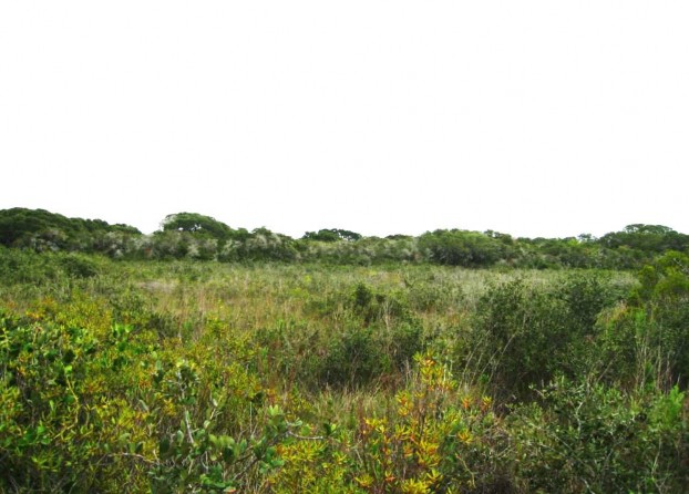 Example_Deep_Sand_Live_Oak_Shrubland.jpg