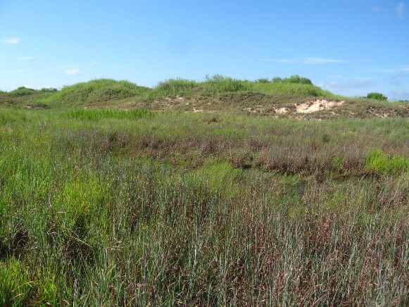 Example_Deep_Sand_Live_Oak_Swale_Marsh.jpg Example_Deep_Sand_Live_Oak_Swale_Marsh.jpg