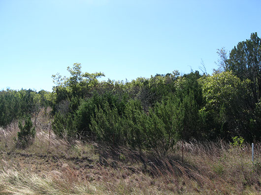 crosstimbers_hardwood_redcedar_slopeforest_site187.jpg