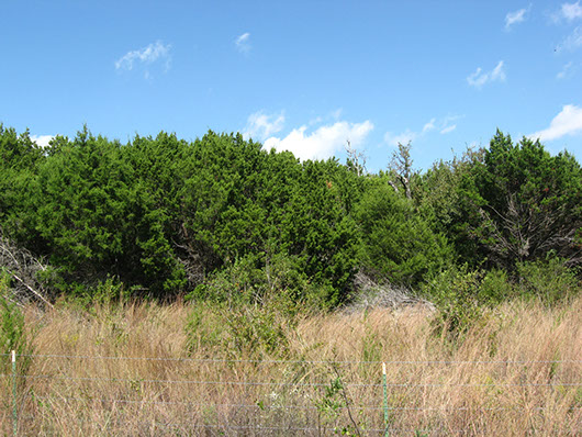 crosstimbers_redcedar_slopeforest_site113.jpg crosstimbers_redcedar_slopeforest_site113.jpg