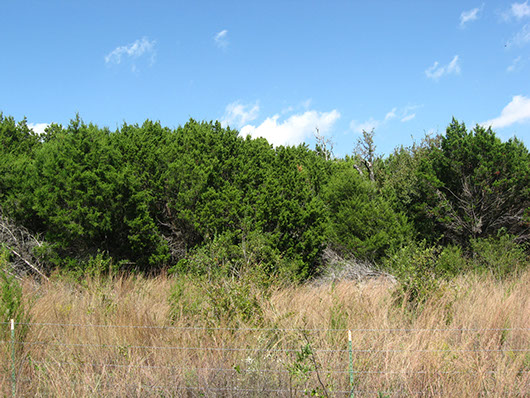 crosstimbers_redcedar_slopeforest_site113.jpg