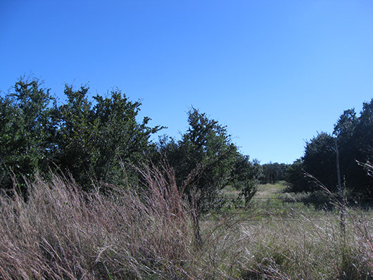 crosstimber_liveoak_forest_site199.jpg