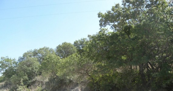 Example_Crosstimbers_Oak_Hardwood_Slope_Forest.jpg Example_Crosstimbers_Oak_Hardwood_Slope_Forest.jpg