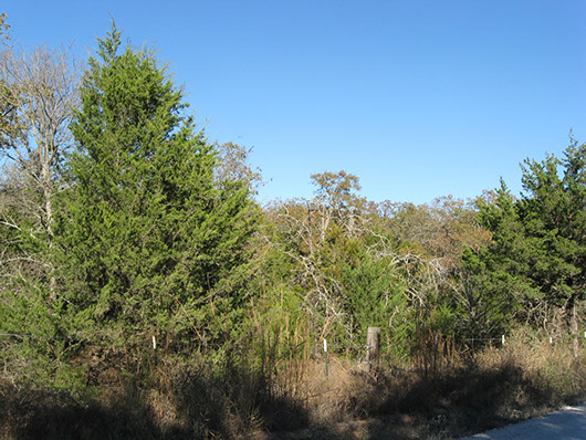 crosstimbers_postoak_redcedar_forest_site573.jpg