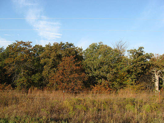 crosstimbers_popstoak_woodland_site462.jpg