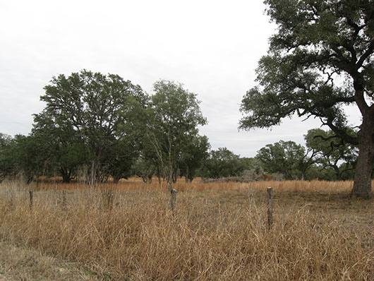 postoaksavanna_liveoak_forest_site928.jpg