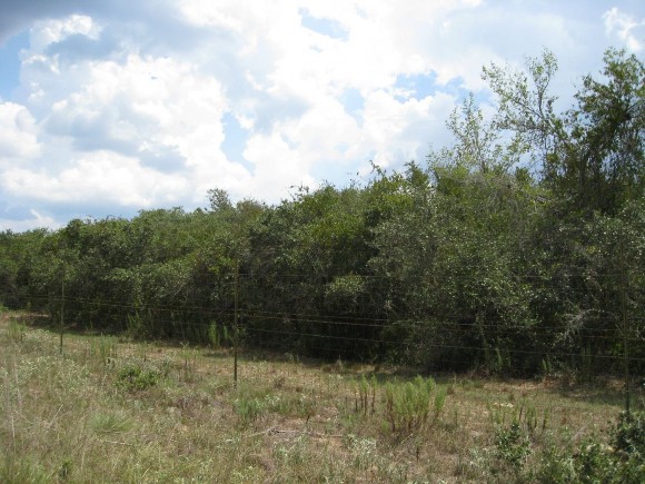 Example_Live_Oak_Shrubland.jpg Example_Live_Oak_Shrubland.jpg