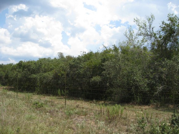 Example_Live_Oak_Shrubland.jpg