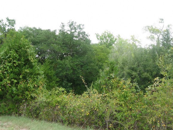 Example_Live_Oak_Slope_Forest.jpg Example_Live_Oak_Slope_Forest.jpg