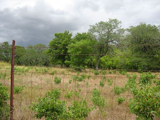 postoaksavanna_oak_hardwood_slopeforest_site2509.jpg postoaksavanna_oak_hardwood_slopeforest_site2509.jpg